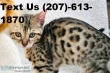 Beautiful Tica Bengal Female Ready To Leave Now
