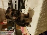 AKC Registered German Shepherd Puppy