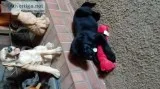 Akc lab pups