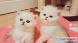 Playful Persian Kittens