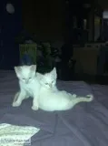 Bengal Siamese crossbreed kittens