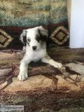 8 wk. old Blue Merle Male Aussie