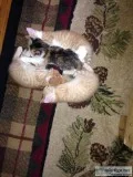 Free kittens