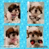 Shih tzu