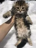 Beautiful Highlander kittens
