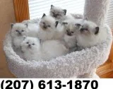Ragdoll kittens 11 weeks old ....