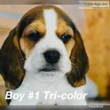 Tri-color Beagle Puppies