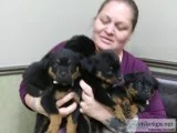 Rottweiler pups