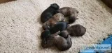 Shih Tzu Puppies