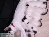 Kittens and Momma cat to good home.