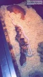 Albino corn snake