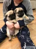 Gorgeous Pug puppies