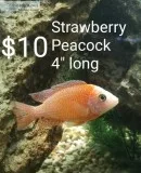 Cichlid