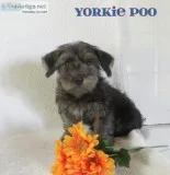 Henry Male Yorkie Poo