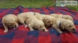 Golden retriever puppies