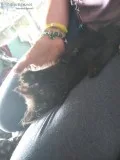 Kitten