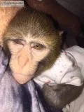 OUTSTANDING BABY MONKEY