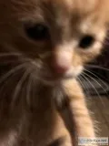 Bengal kitten sorrel spotted