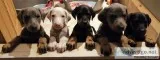 Gorgeous Doberman Puppies