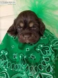 AKC Cocker Spaniel Champion Bloodline