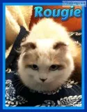 Rougie Male Scottish Kilt Mix