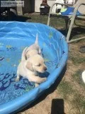 Pure Bred AKC Lab Puppies