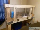 2 male Guinea pigs and large cage
