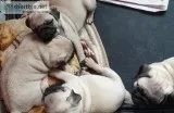 Top show  pug puppies Ready To Go.
