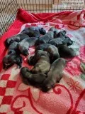 Turkish Kangal puppies