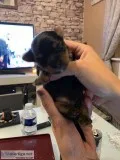 Yorkie Dogs (((((very funny))))) (pets)
