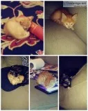 2 orange and white kittens 1 calico all male litter trained
