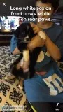 Austrailian Shepherd