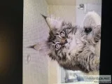 Male Main Coon kitten
