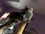 BLUE PITBULL PUPPIES 8 weeks
