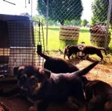 AKC GERMAN SHEPHERD PUPPIES