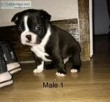 Boston Terrier Puppies