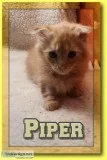Piper Male Yellow Tiger Kitten