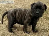 AKC bullmastiff pup