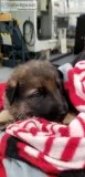 AKC GERMAN SHEPHERD PUPPIES