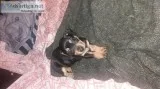 Loving 3 weeks old purebred Rottweiler puppy