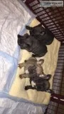 Blue French Bulldogs