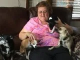 Three chihuahua males