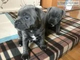 Blue Staff Puppies By Fully Licensed Breeders