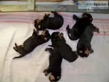 Adorable Rottweiler Puppies