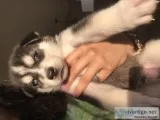 Wolf husky pups