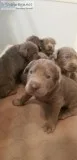 Labrador Puppies