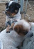 Blue and Red Healer puppies 10 weeks old.