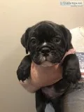 English Bulldog puppies