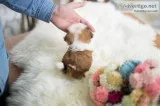 precious little teacup Shih Tzu puppy