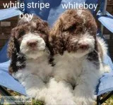 Springerdoodles
